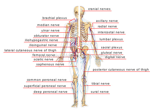 peripheral-nervous-system